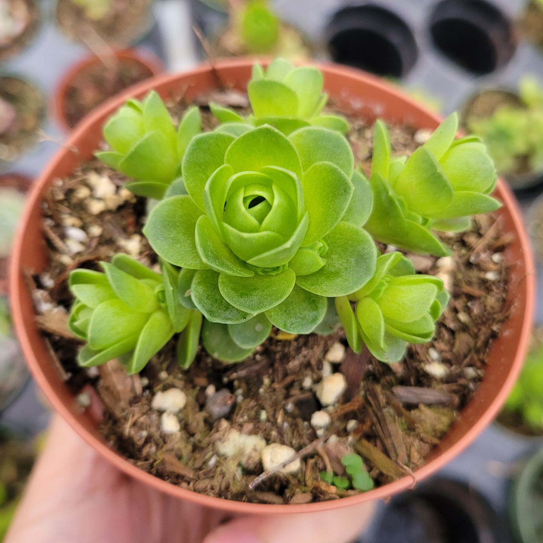 Greenovia dodrentalis Mountain Rose [Dormant in Summer]