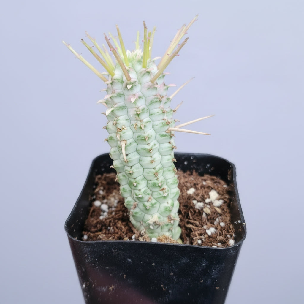Variegated Corn Cob Cactus Euphorbia mammillaris in pot.