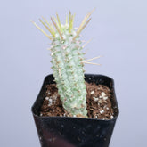Variegated Corn Cob Cactus Euphorbia mammillaris in pot.