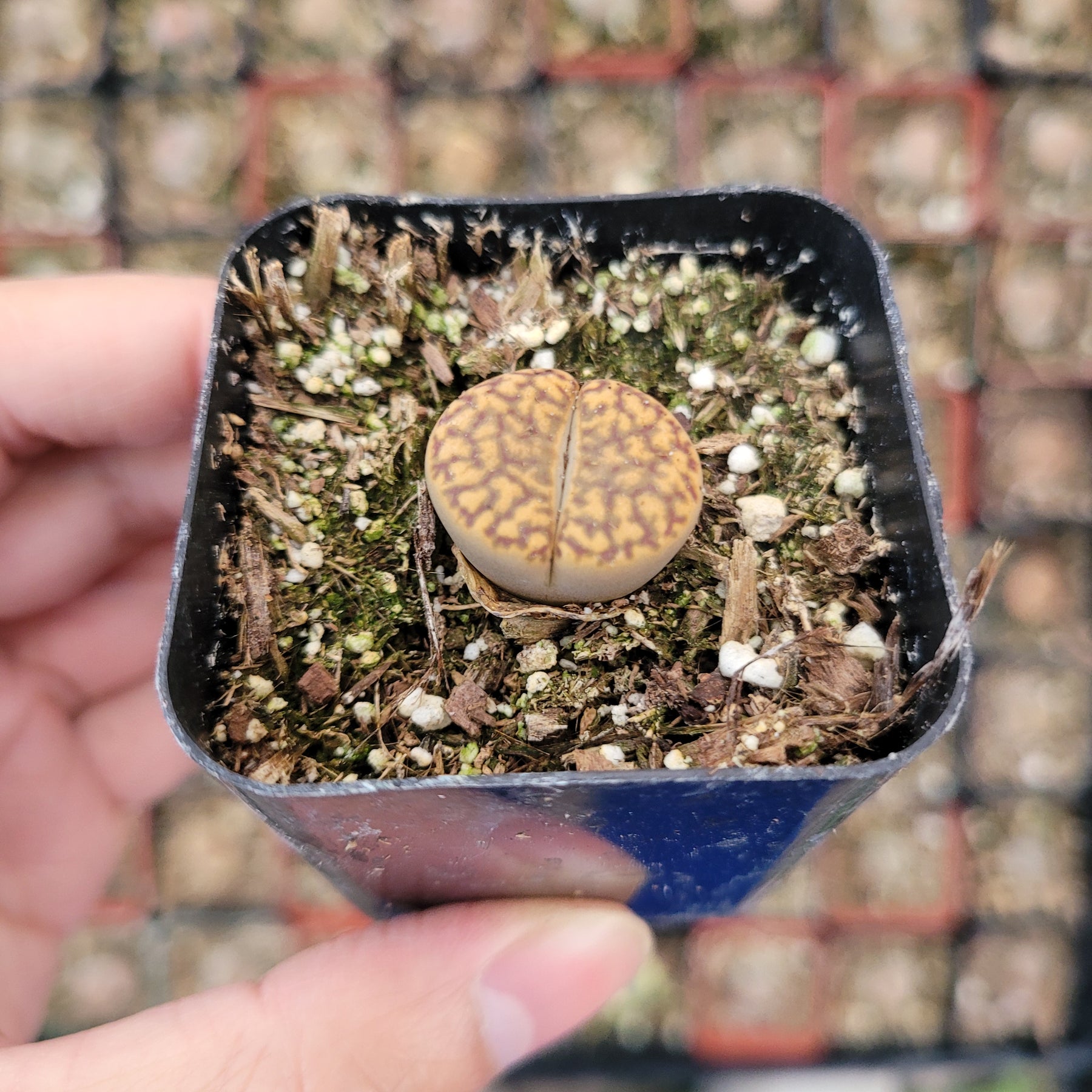 small stones for succulent pots Lithops 'Living Stones'