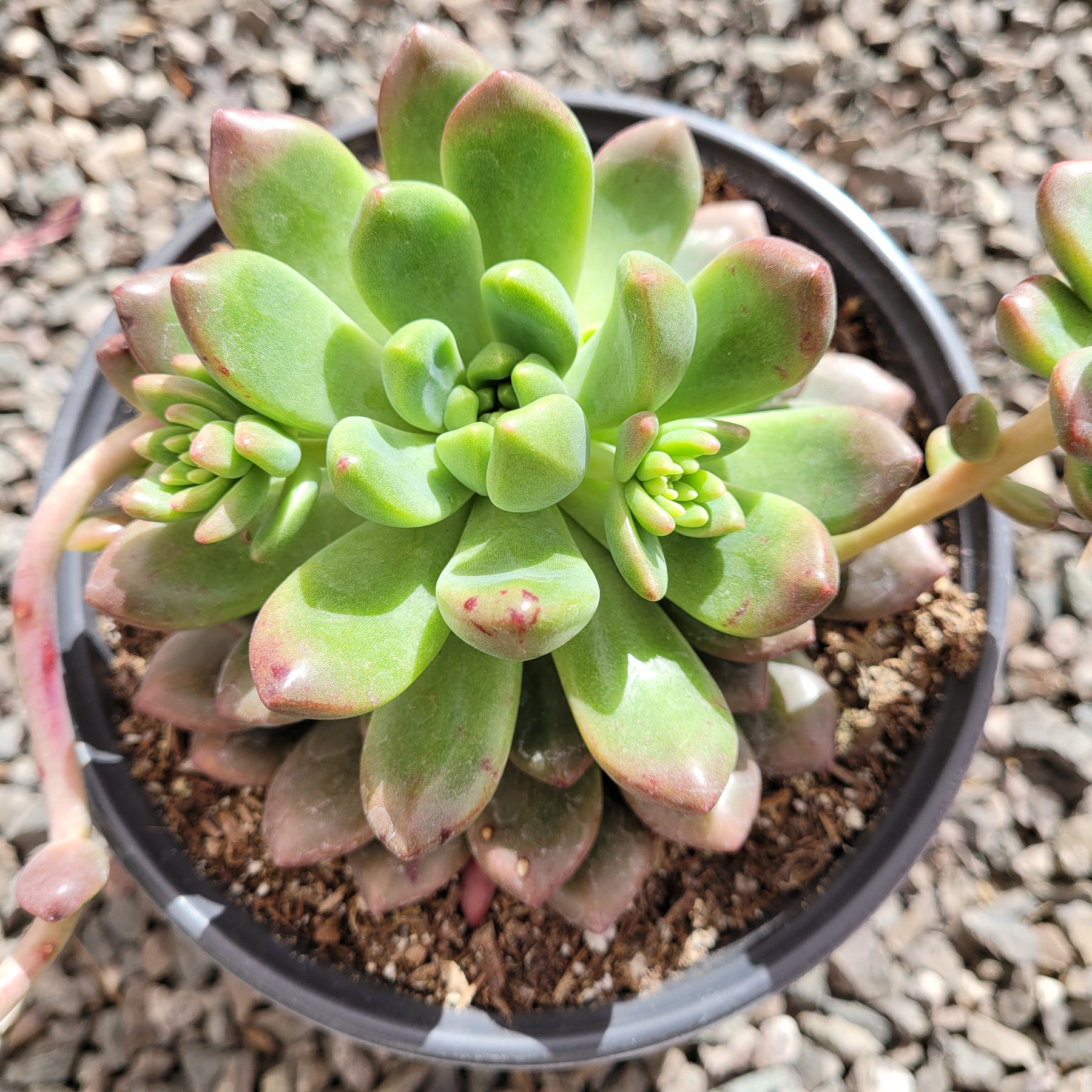 graptoveria succulent Graptoveria 'Chanel'