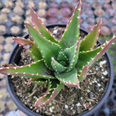 Aloe perfoliata - Mitre Aloe, Rubble Aloe
