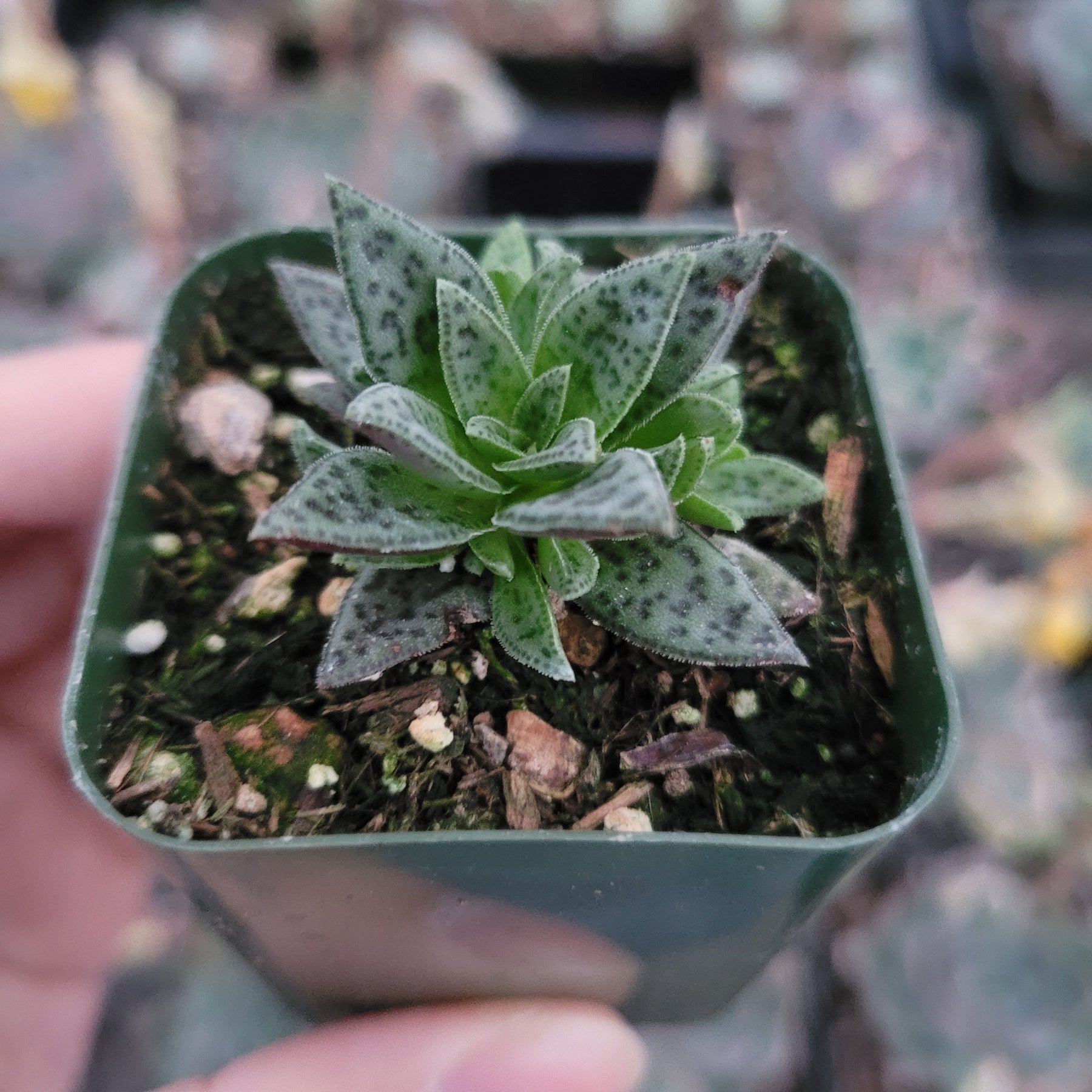 tiger plant succulent Crassula exilis ssp. cooperi 'Tiger Jade' 2 Inch