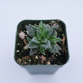 Crassula exilis 'Tiger Jade' succulent in a small pot.