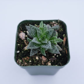 tiger succulent plant care Crassula exilis ssp. cooperi 'Tiger Jade'