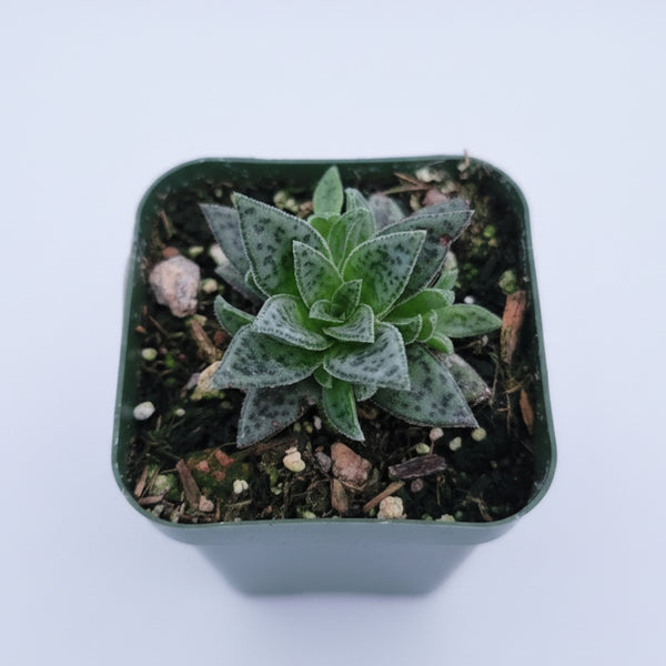 Crassula exilis ssp. cooperi 'Tiger Jade' 2 Inch