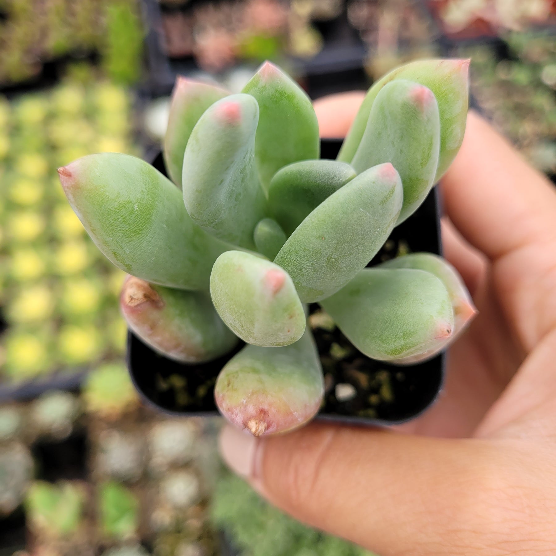 succulent jewels Pachyveria 'Jewel Tone'