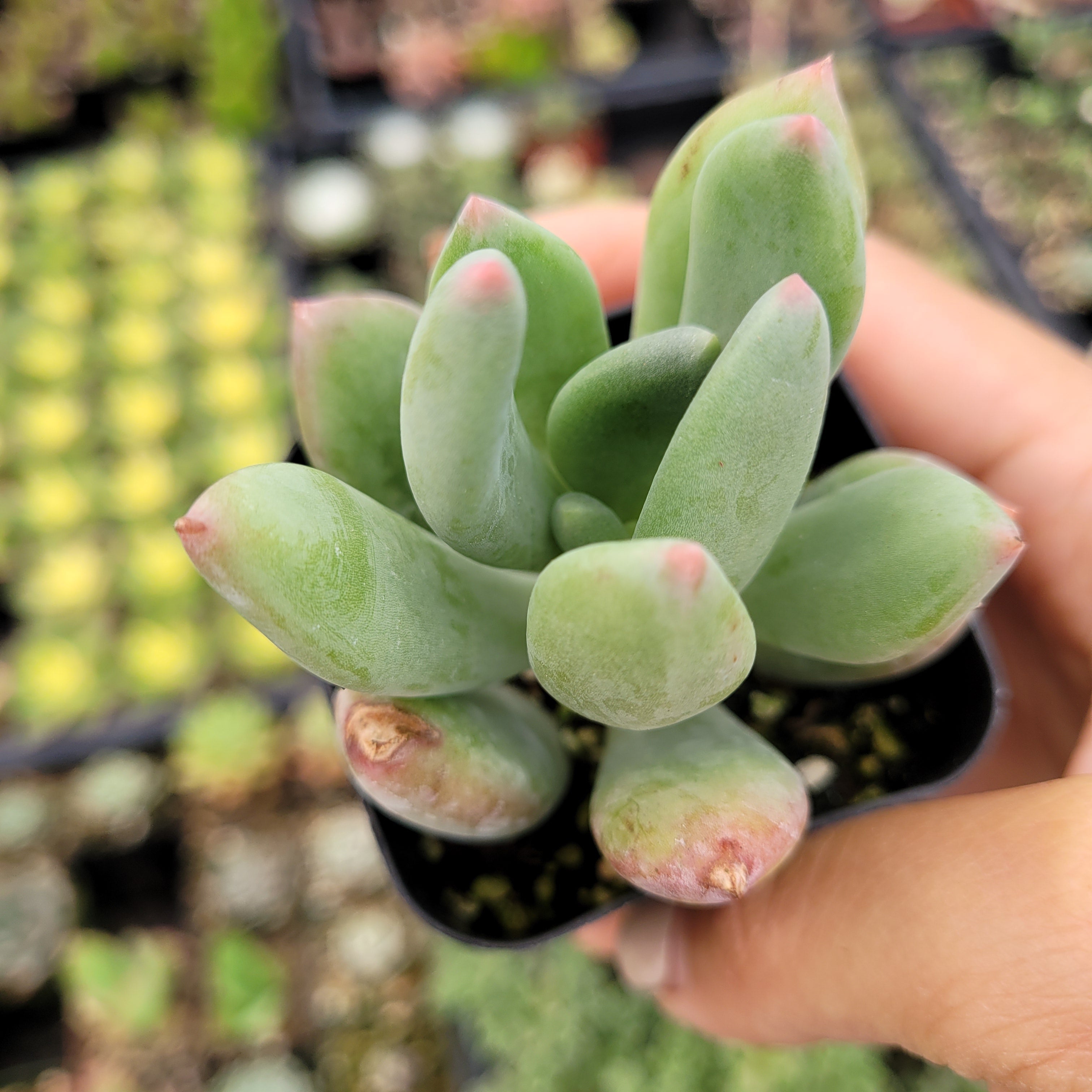 jewel succulent Pachyveria 'Jewel Tone'