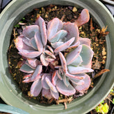 Echeveria 'Dusty Rose' in green pot, top-down view.