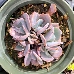 Echeveria 'Dusty Rose' - Succulents Depot
