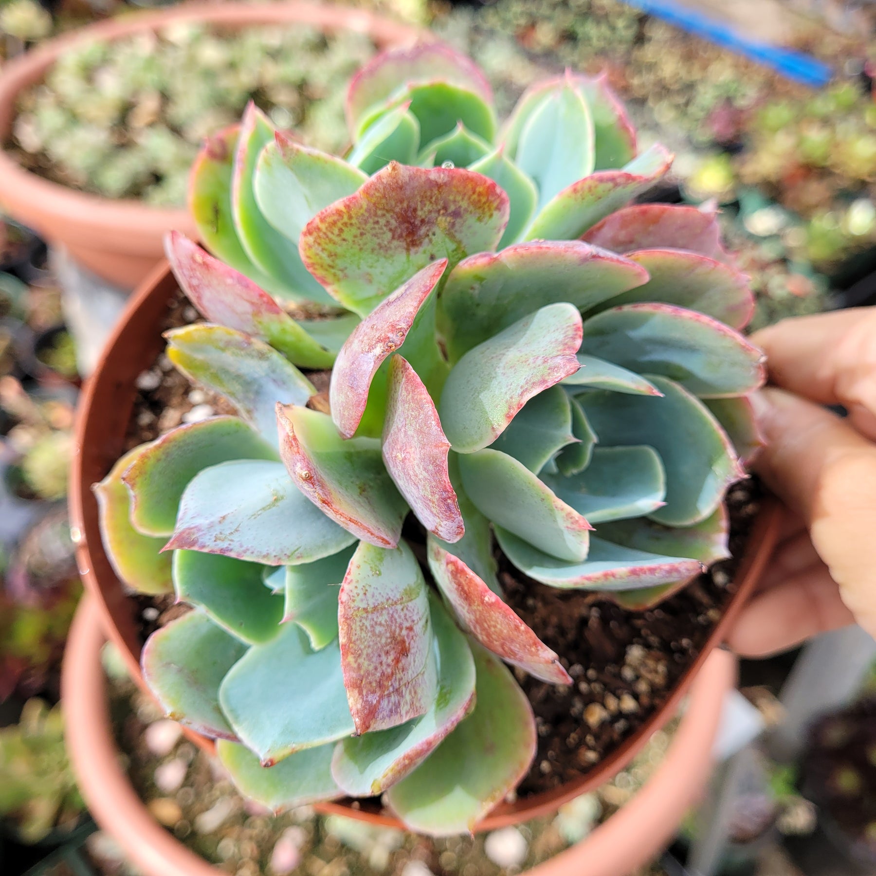 pink edged succulent Echeveria Caribbean