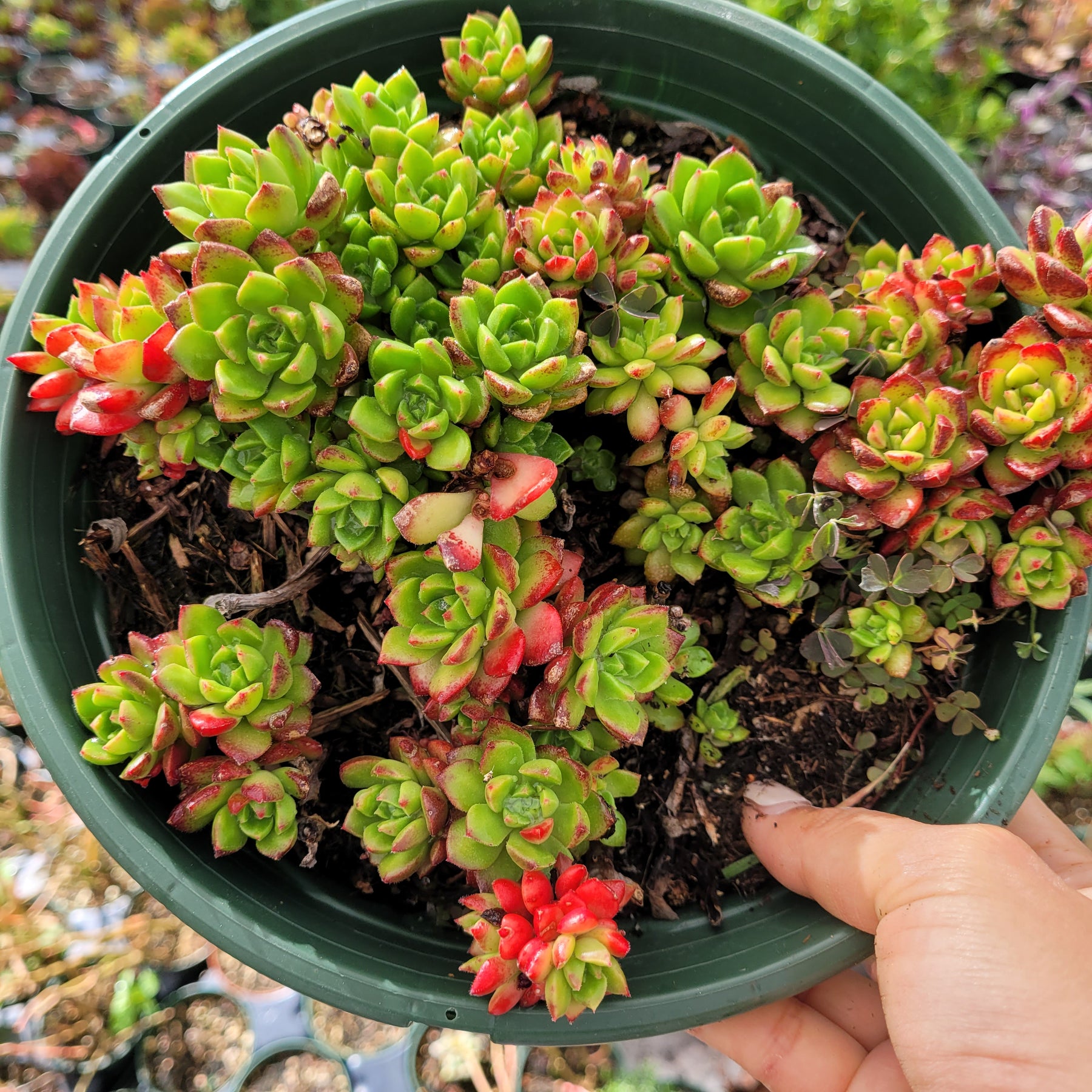 sedeveria succulent types Sedeveria 'Letizia'