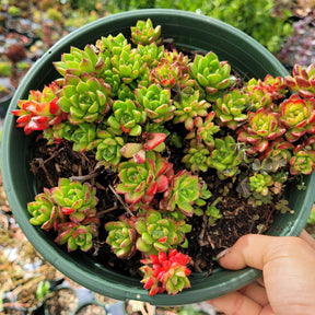 Sedeveria 'Letizia' - Succulents Depot