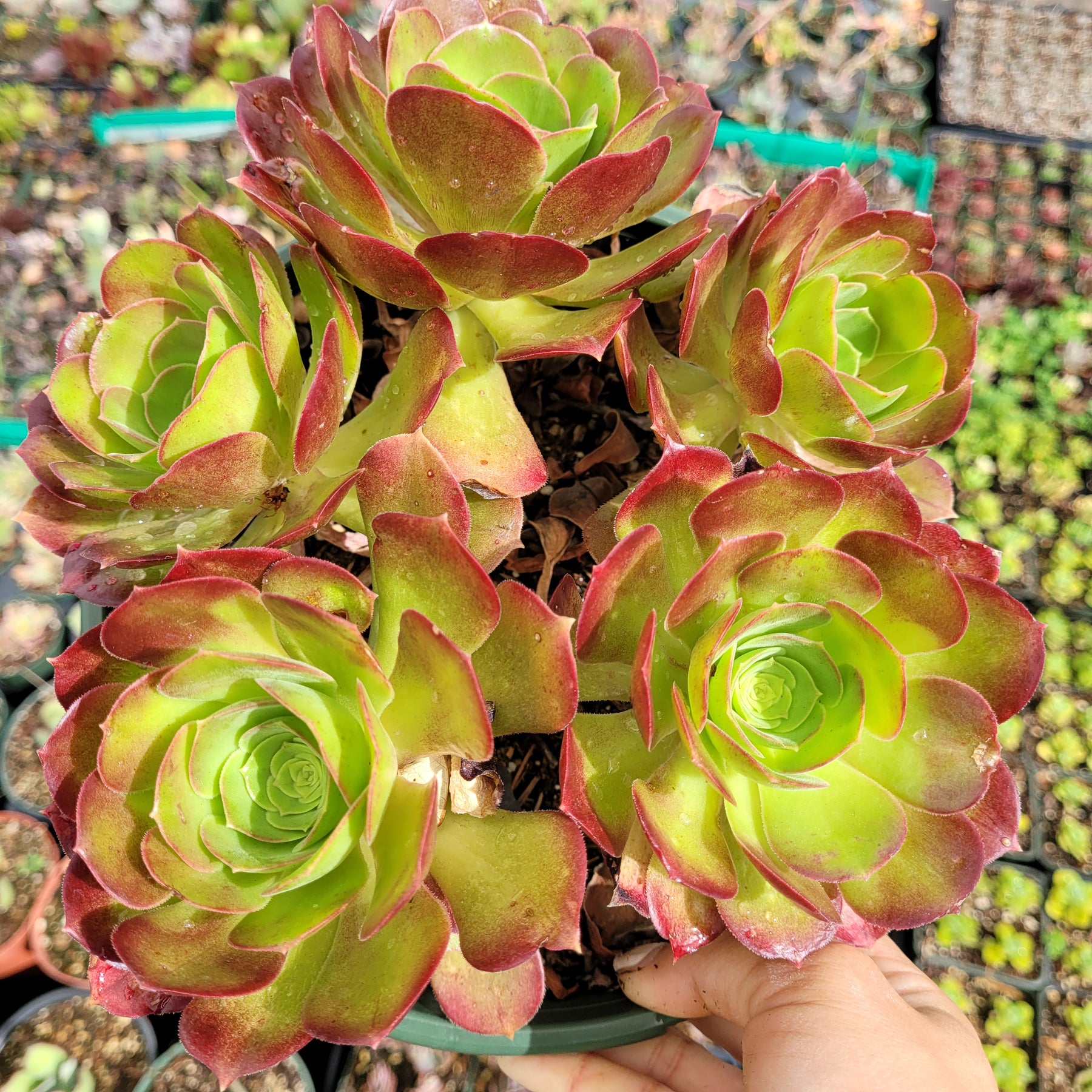 apple beauty succulent Aeonium 'Blushing Beauty'