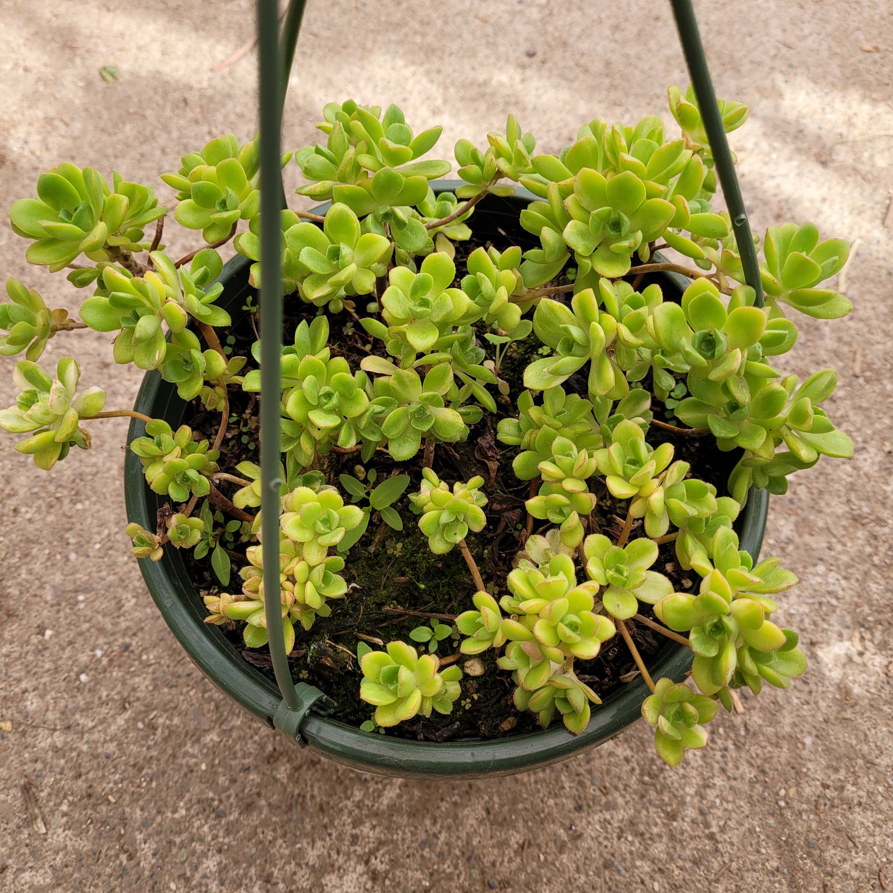 trailing sedum succulents Sedum confusum