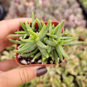 pine tree looking succulent Crassula tetragona 'Miniature Pine Tree' 2 Inch