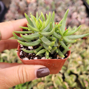 tetragona succulent Crassula tetragona 'Miniature Pine Tree' 2 Inch
