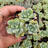 Sedum clavatum - Succulents Depot