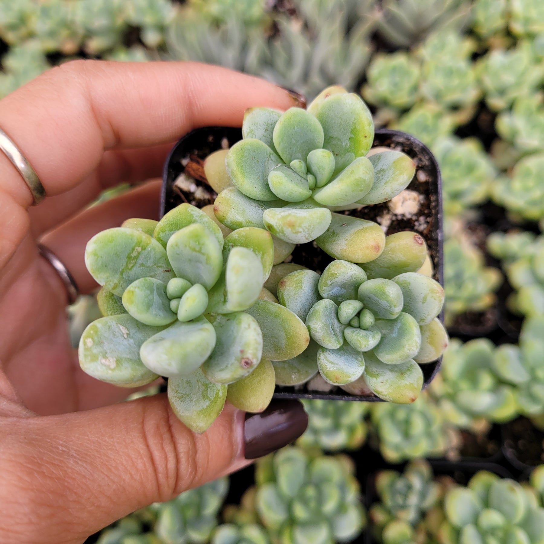 succulents sedum photos Sedum clavatum 2 Inch #B