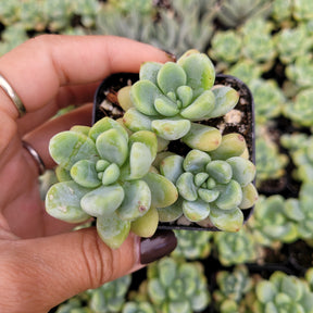 Sedum clavatum - Succulents Depot