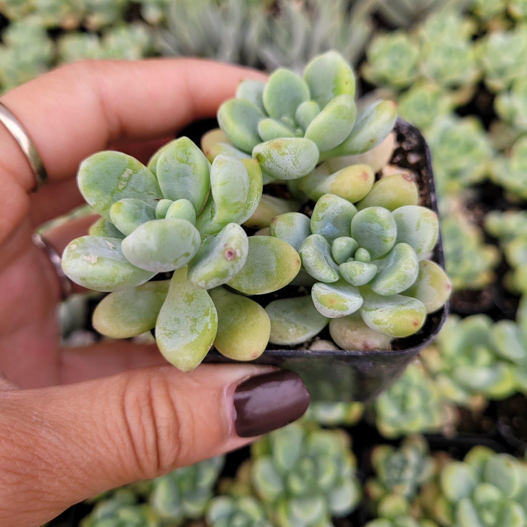 philippine succulents Sedum clavatum