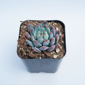 sedeveria succulent care Sedeveria 'Blue Elf' 2 Inch