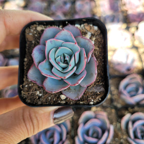 Echeveria 'Atlantis' - Succulents Depot