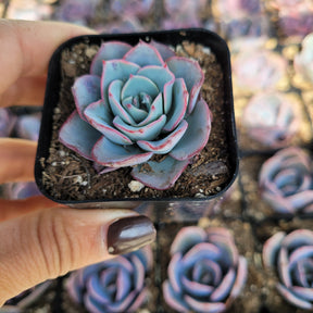 Echeveria 'Atlantis' - Succulents Depot