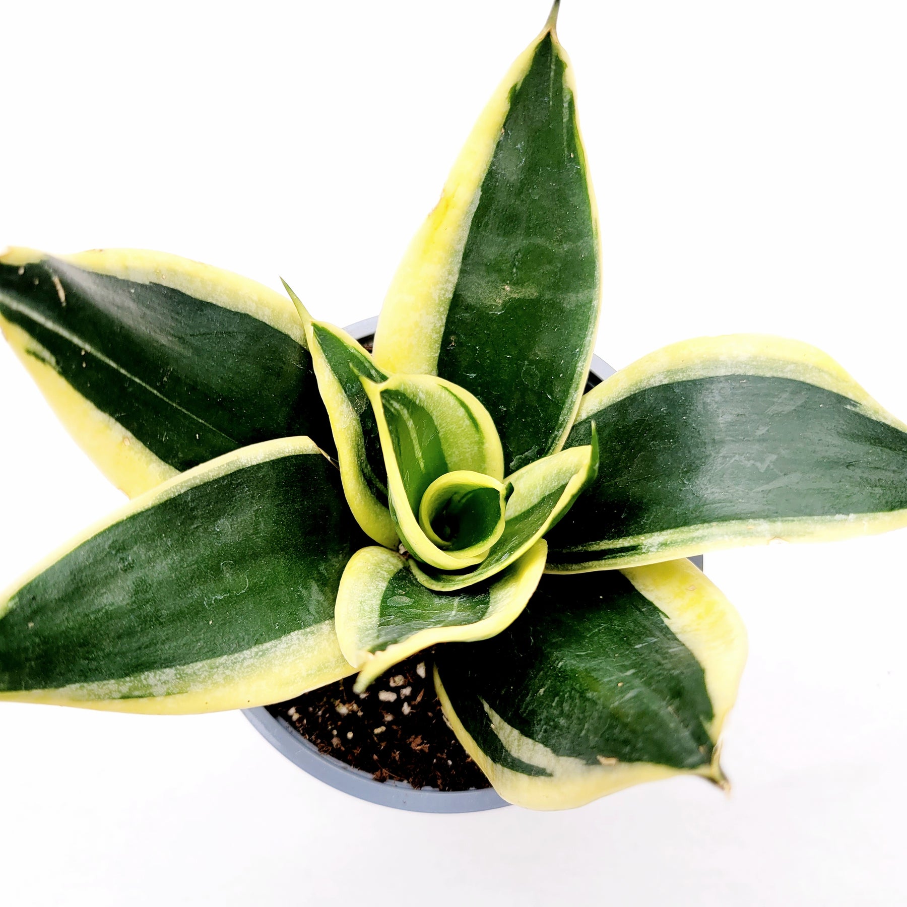 green and yellow snake plant Sansevieria 'Snake Plant'