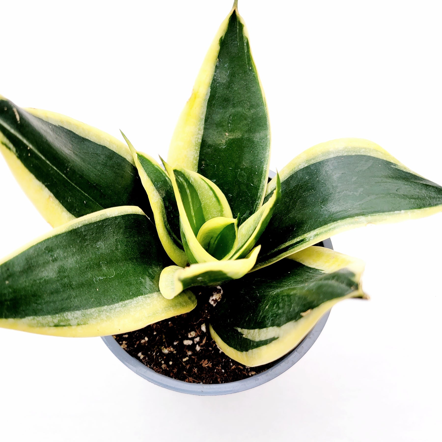 nesting snake plant Sansevieria 'Snake Plant'