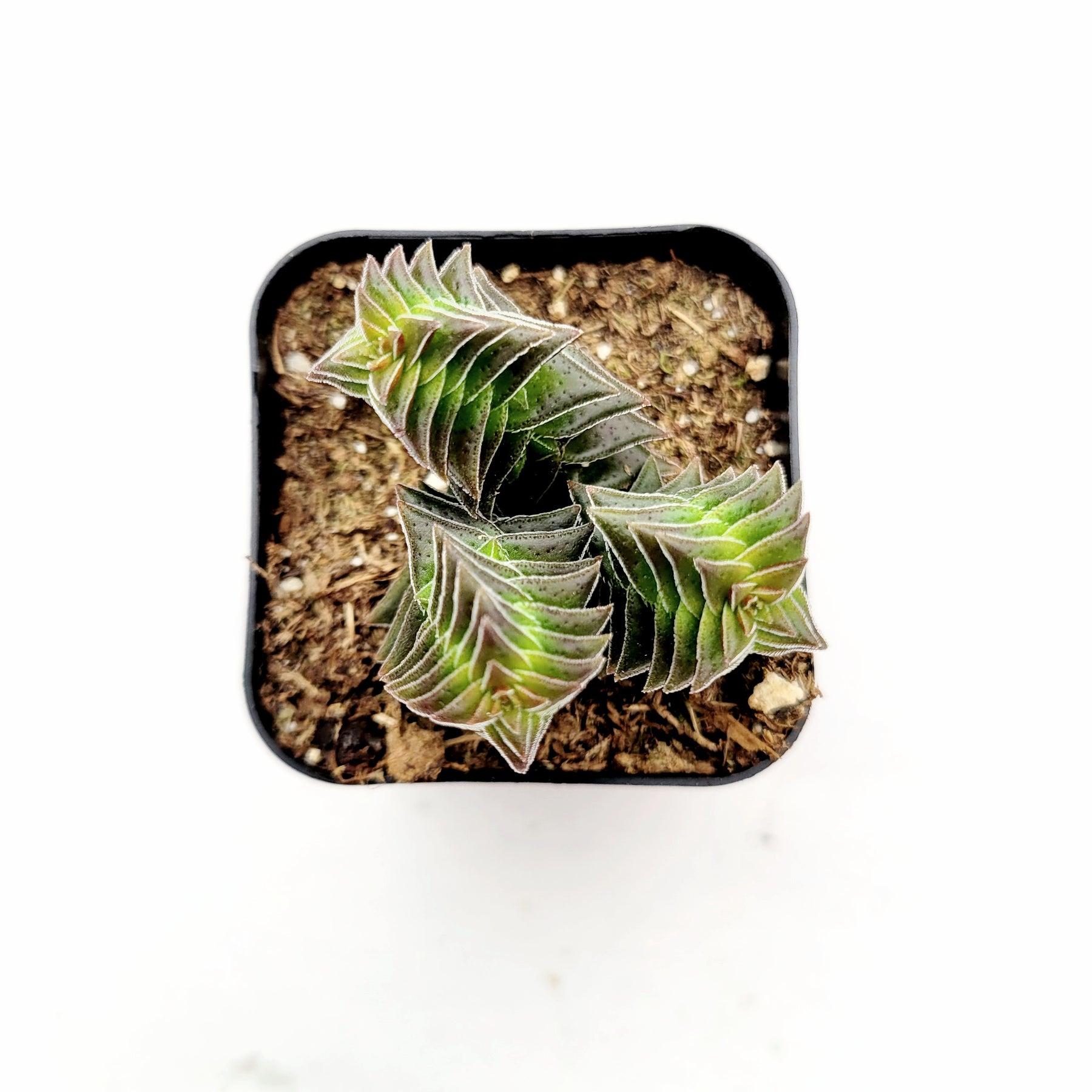 white pagoda succulent Crassula capitella ssp. thyrsiflora 'Pagoda Village'