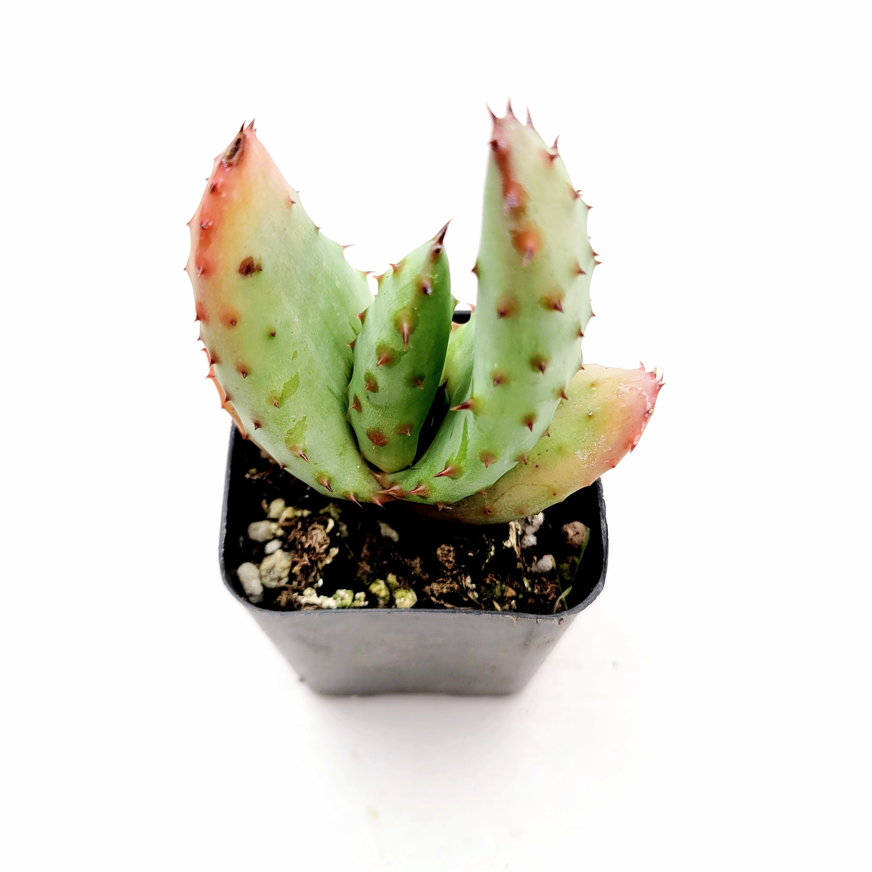 Aloe ferox 'Cape Aloe'