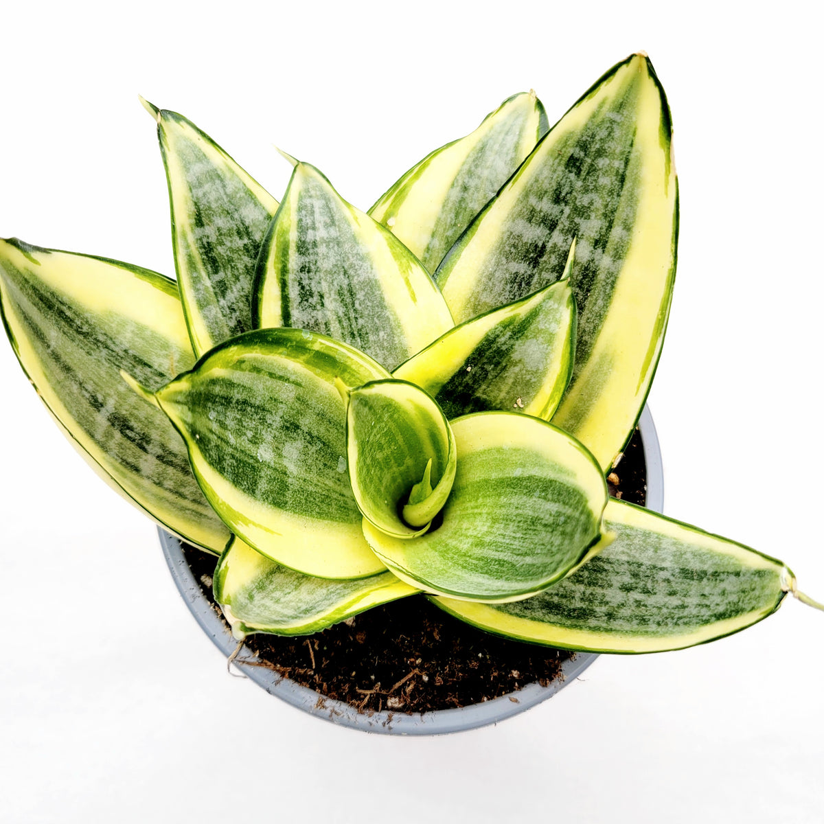 Sansevieria 'Snake Plant'