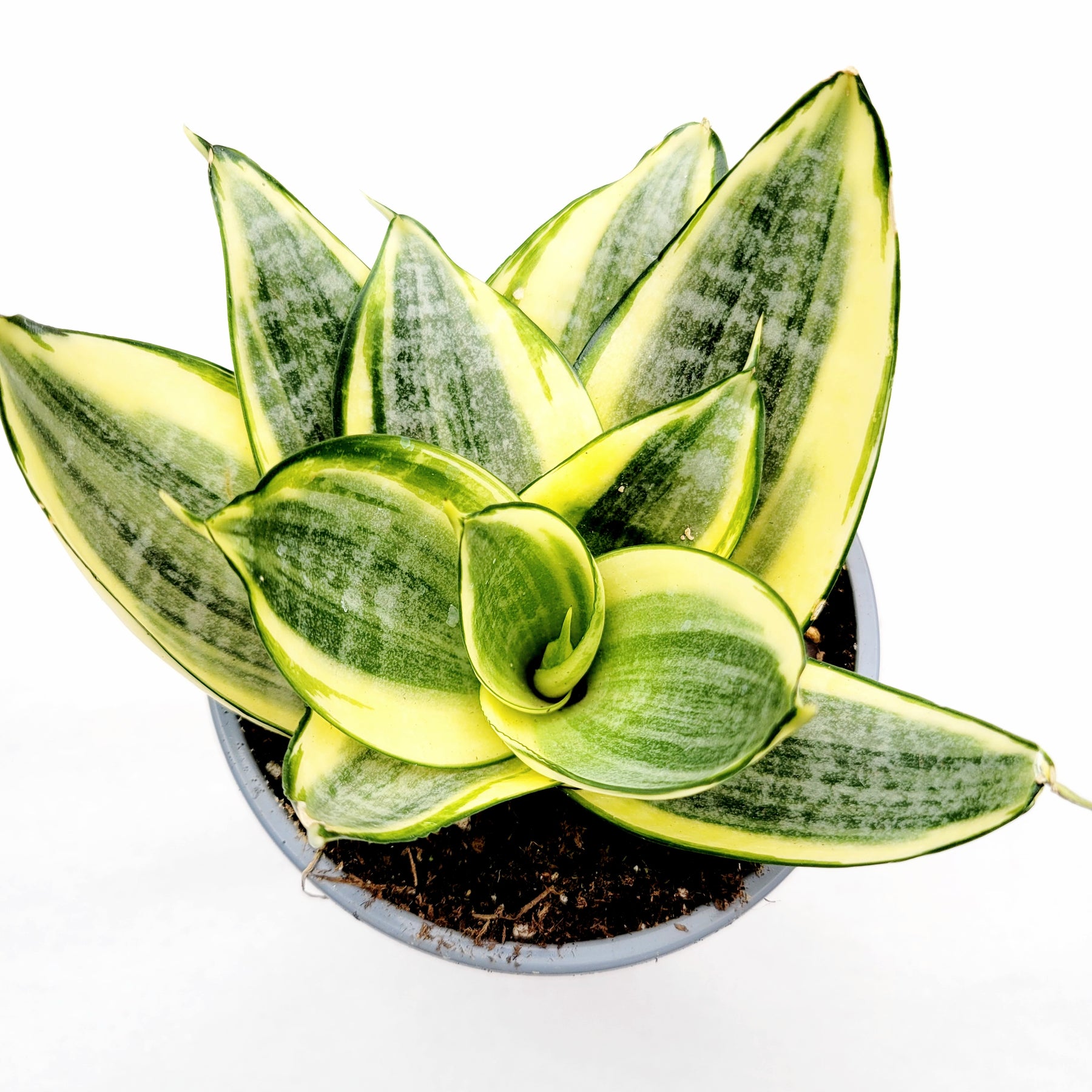 is a snake plant a succlent Sansevieria 'Snake Plant'