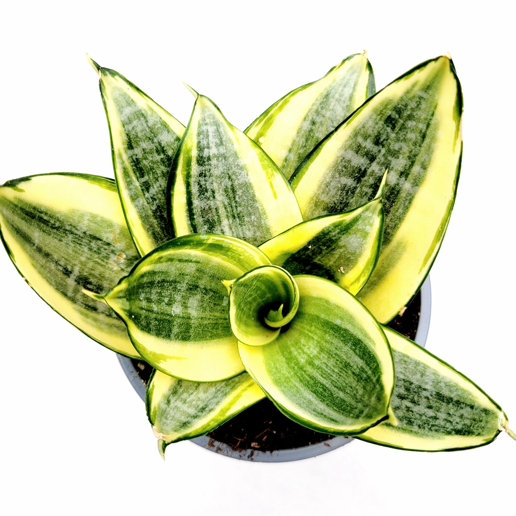 curved snake plant Sansevieria 'Snake Plant'