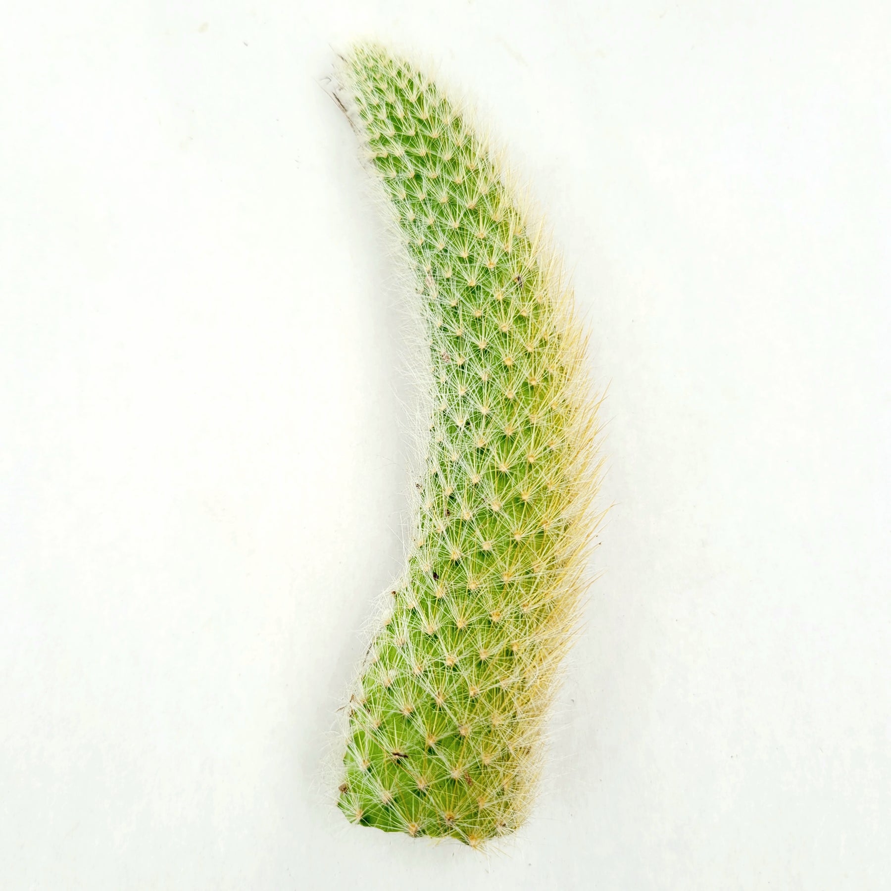 Monkey Tail Cactus Hildewintera colademononis