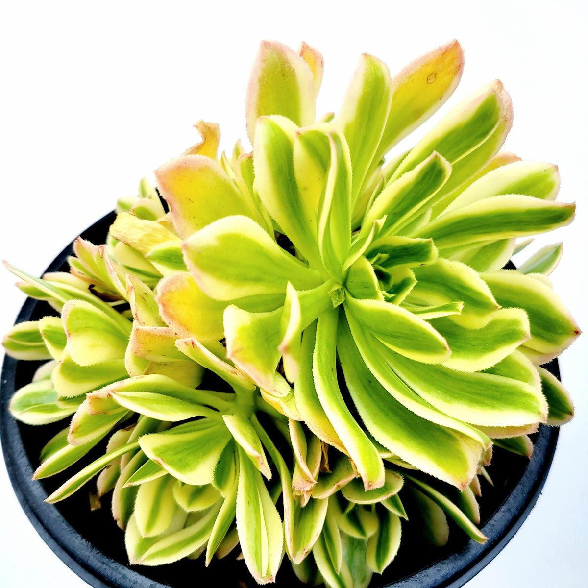succulent with green and yellow leaves Aeonium arboreum 'Luteovariegatum' Variegated