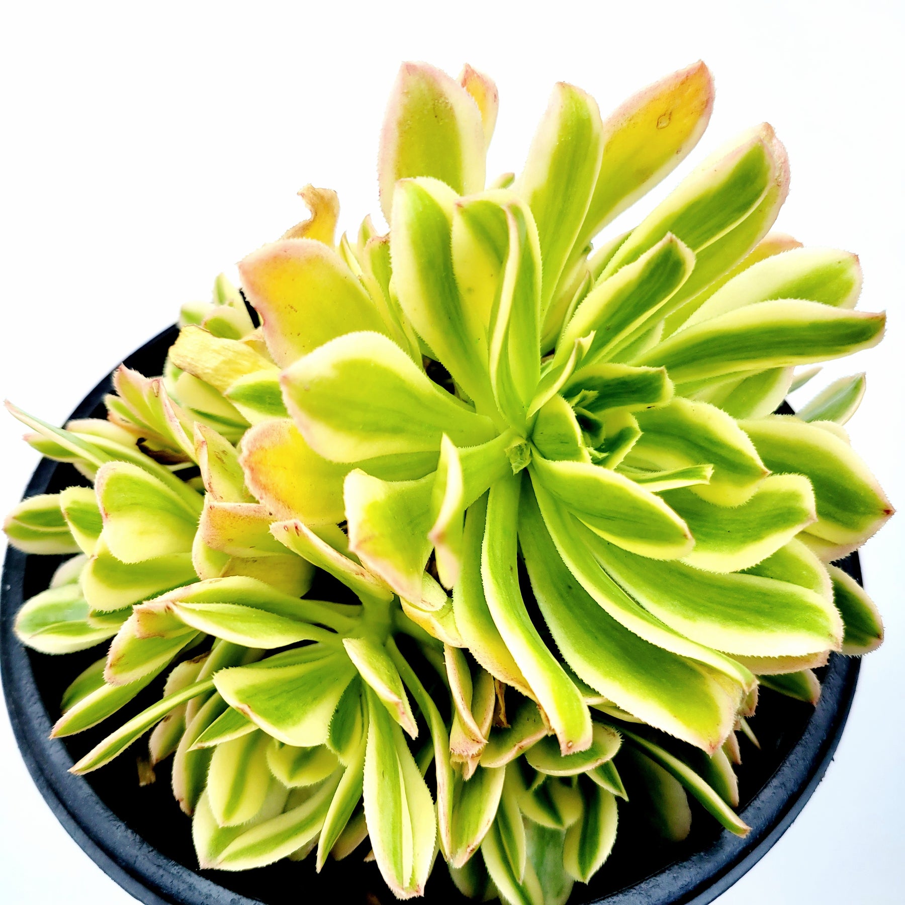 black succulent yellow flower Aeonium arboreum 'Luteovariegatum' Variegated 6 Inch Cluster