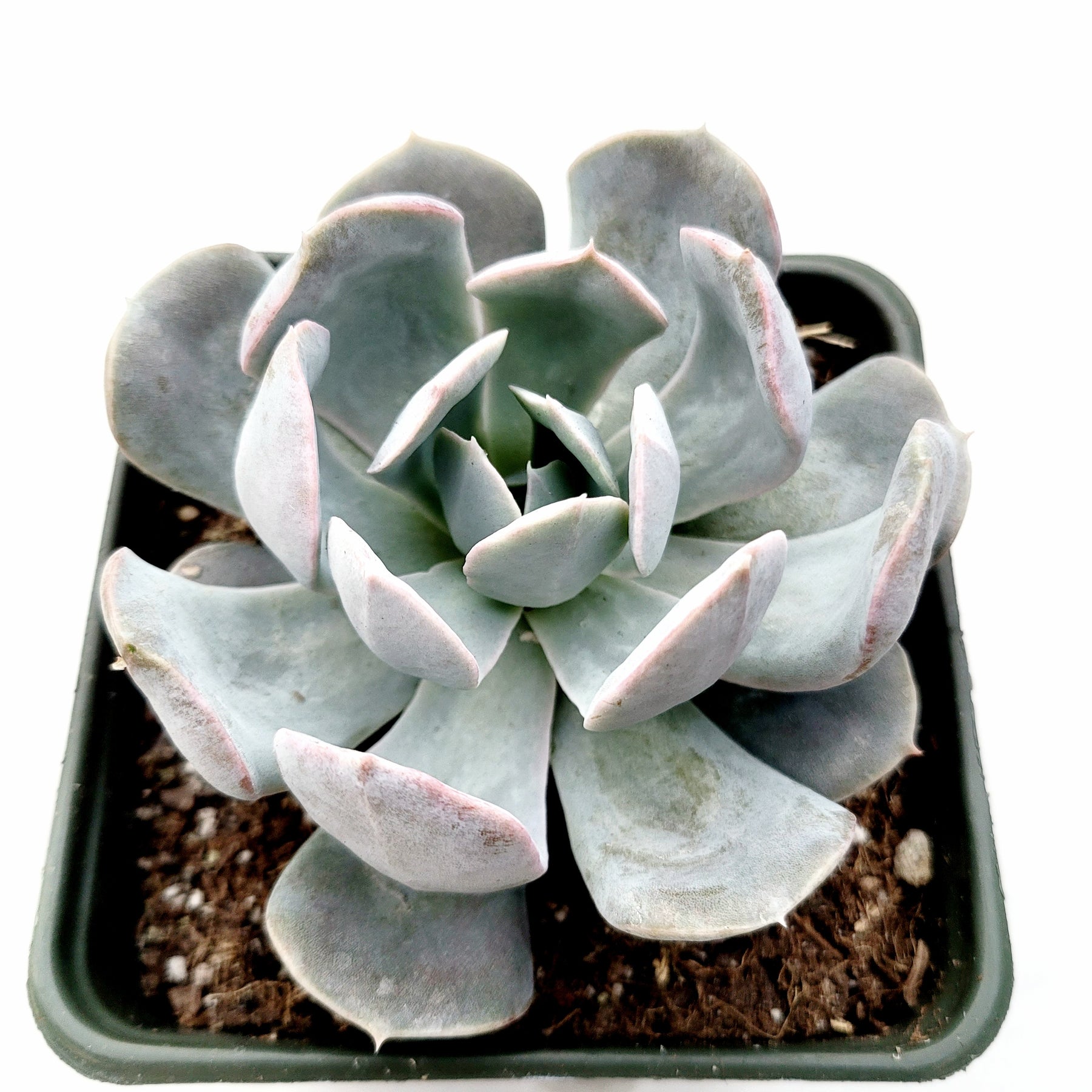 runyonii succulent Echeveria runyonii San Carlos -