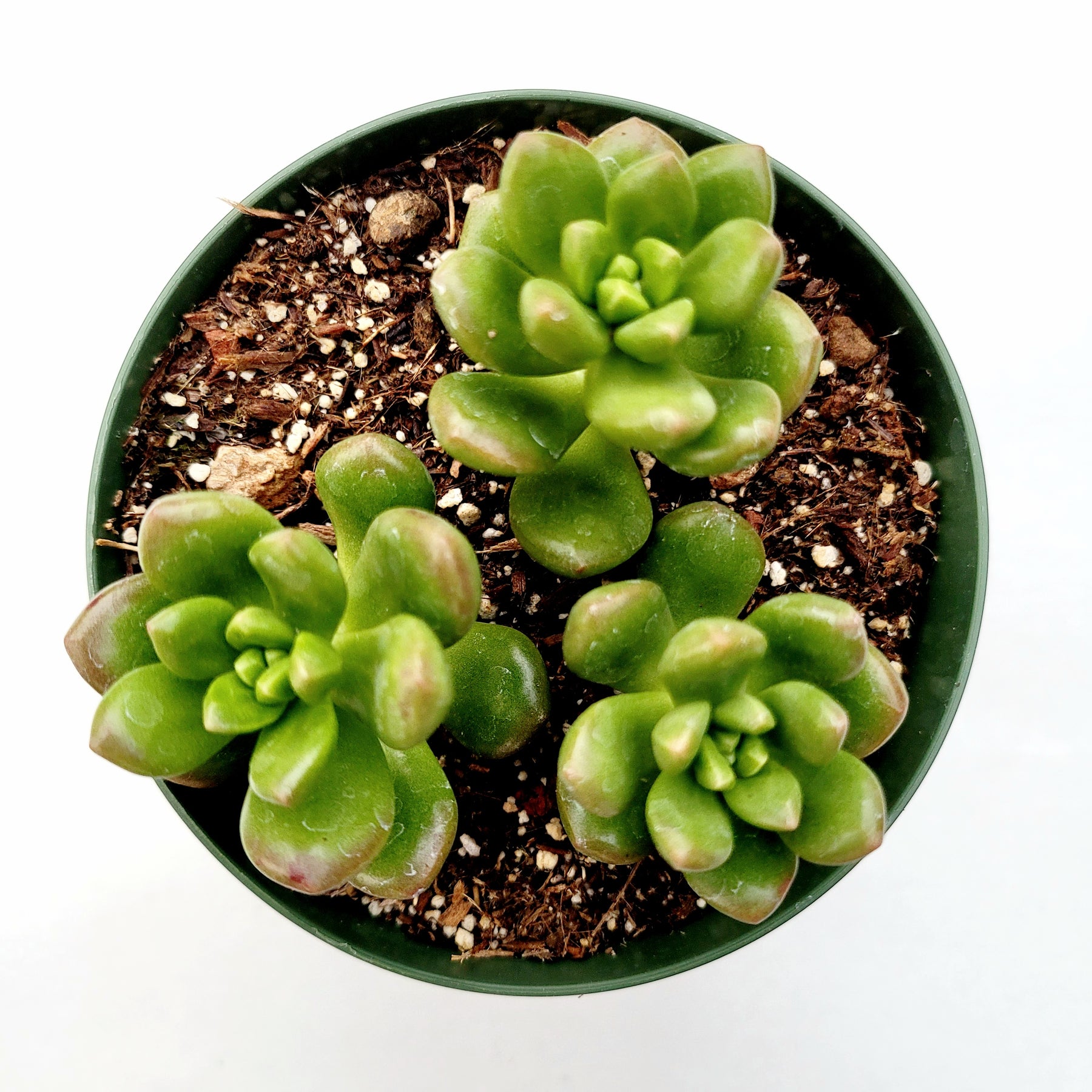 sedum succulent indoor Sedum lucidum 'Obesum'