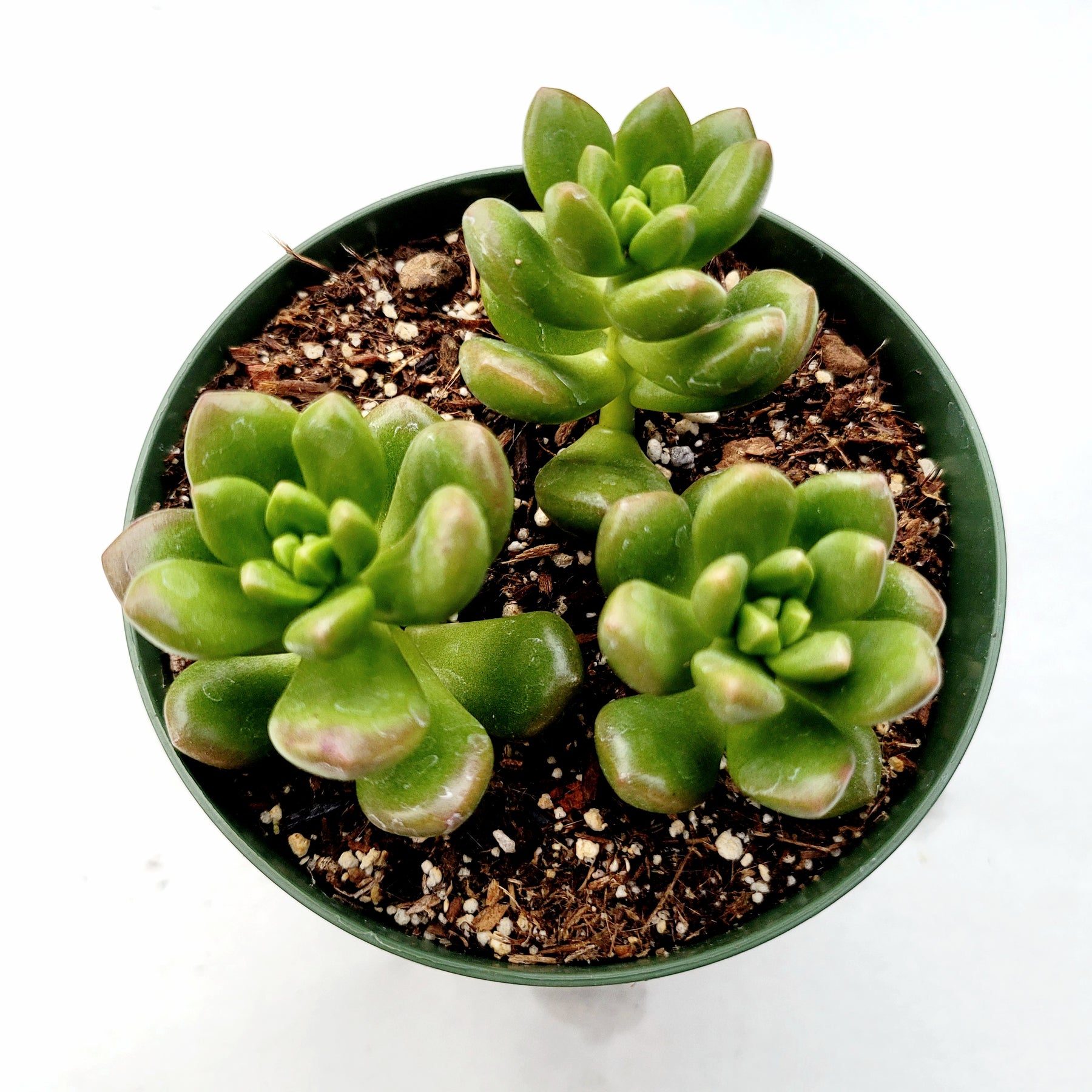 is sedum an indoor plant Sedum lucidum 'Obesum'