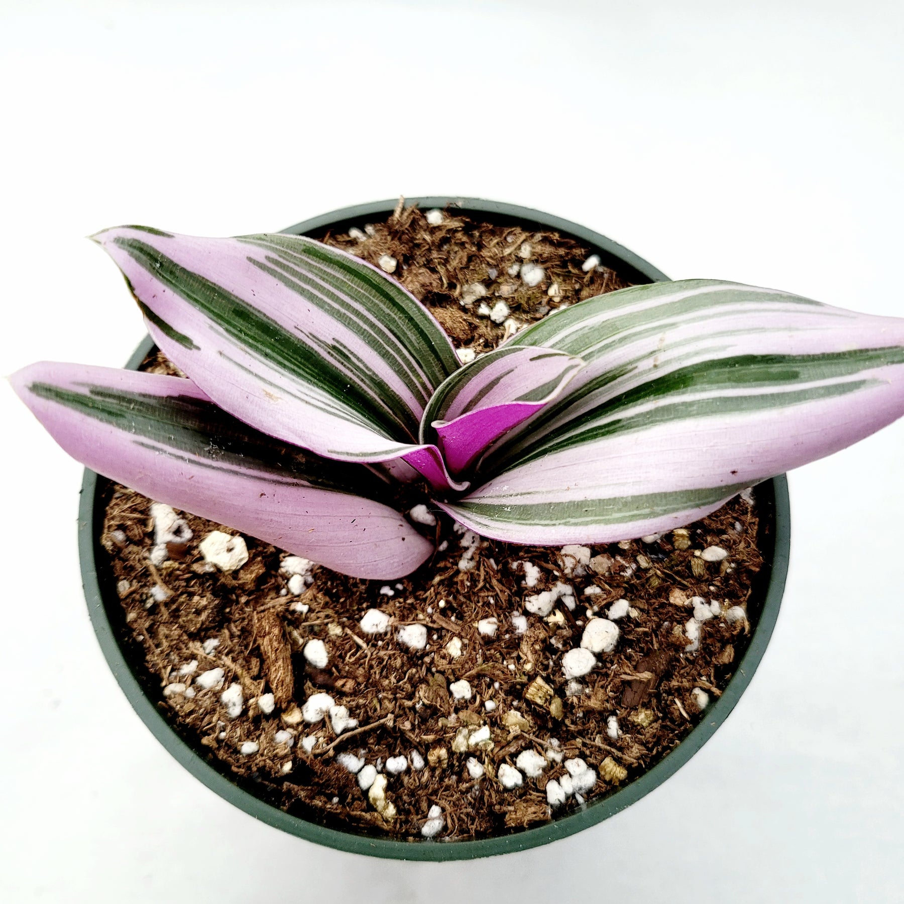 tradescantia nanouk pink trailing house plant Tradescantia 'Nanouk' Pink Wandering Dude 3 Inch