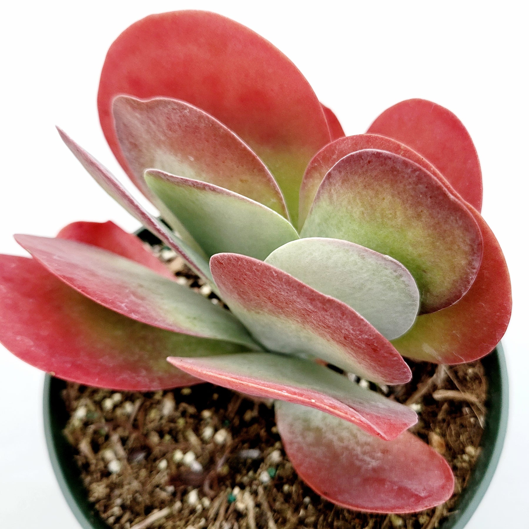 kalanchoe flapjacks succulent Kalanchoe luciae Flapjack
