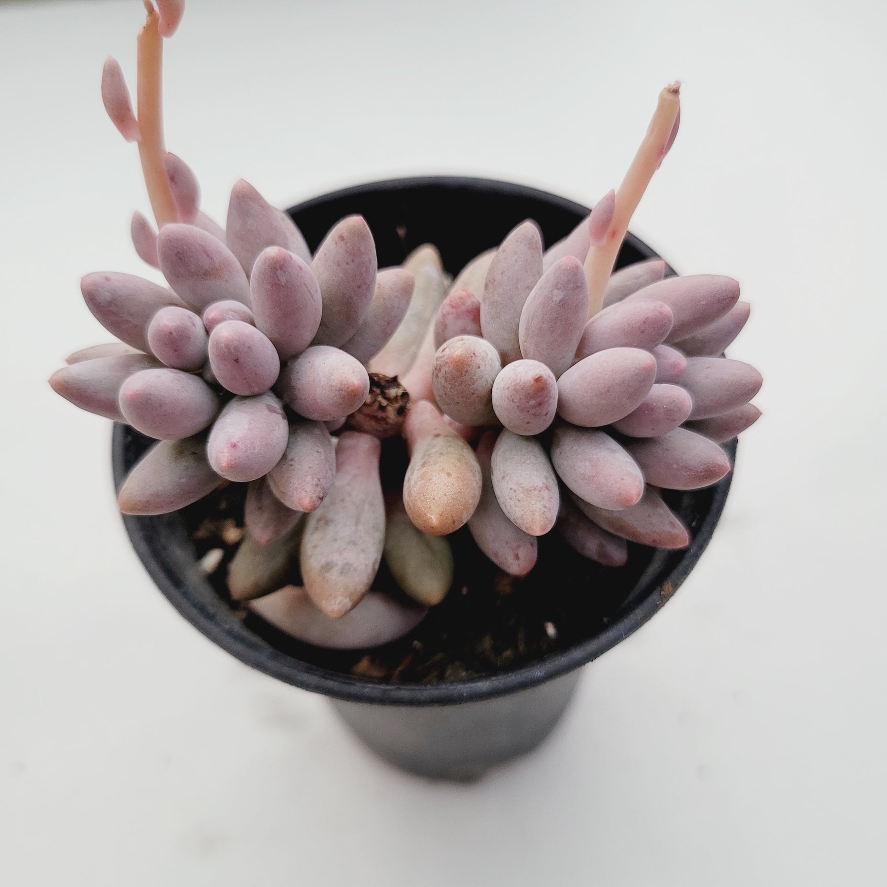 fingertips succulent Pachyphytum 'Machucae' Baby Fingers