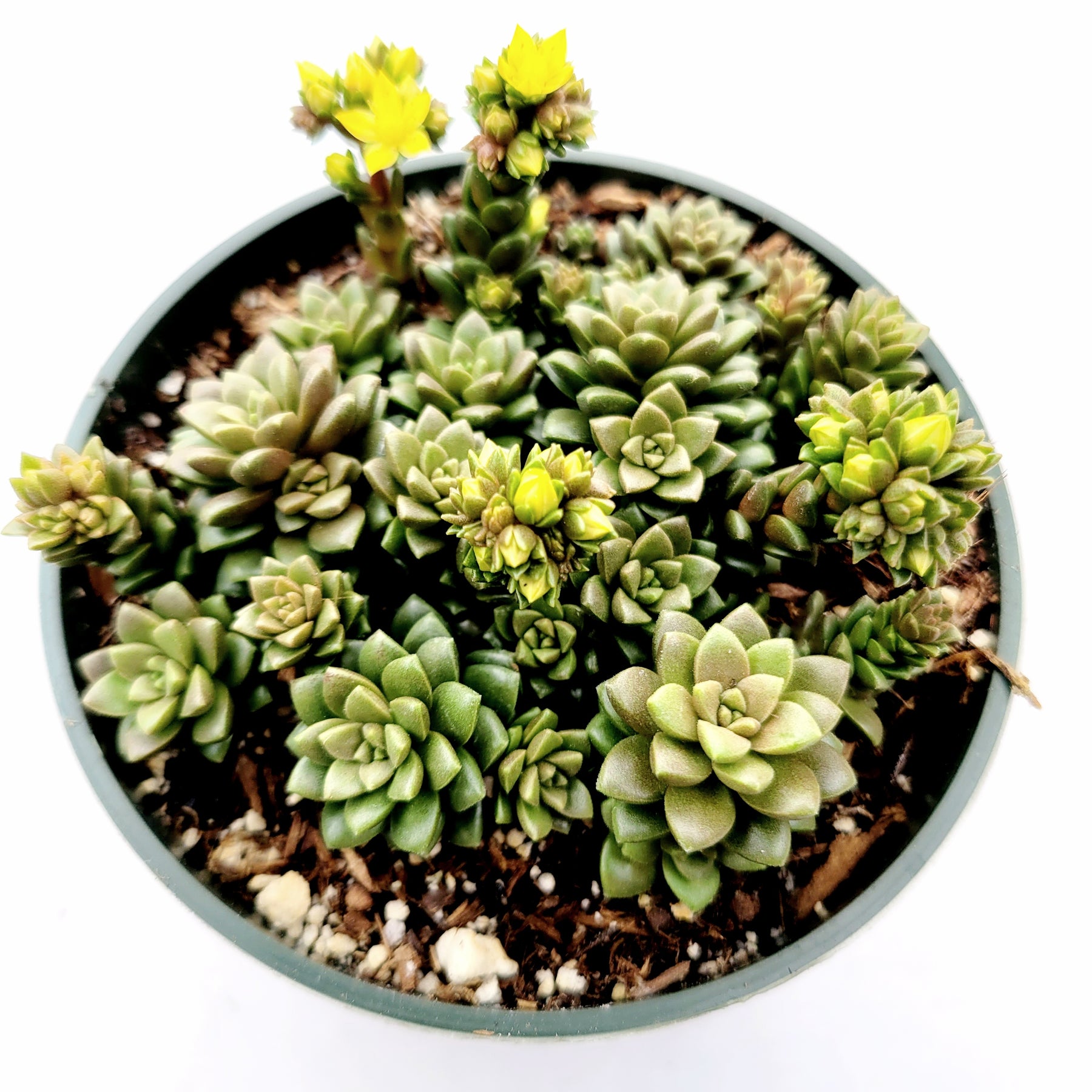 little gem succulent care Cremnosedum cv. Little Gem -