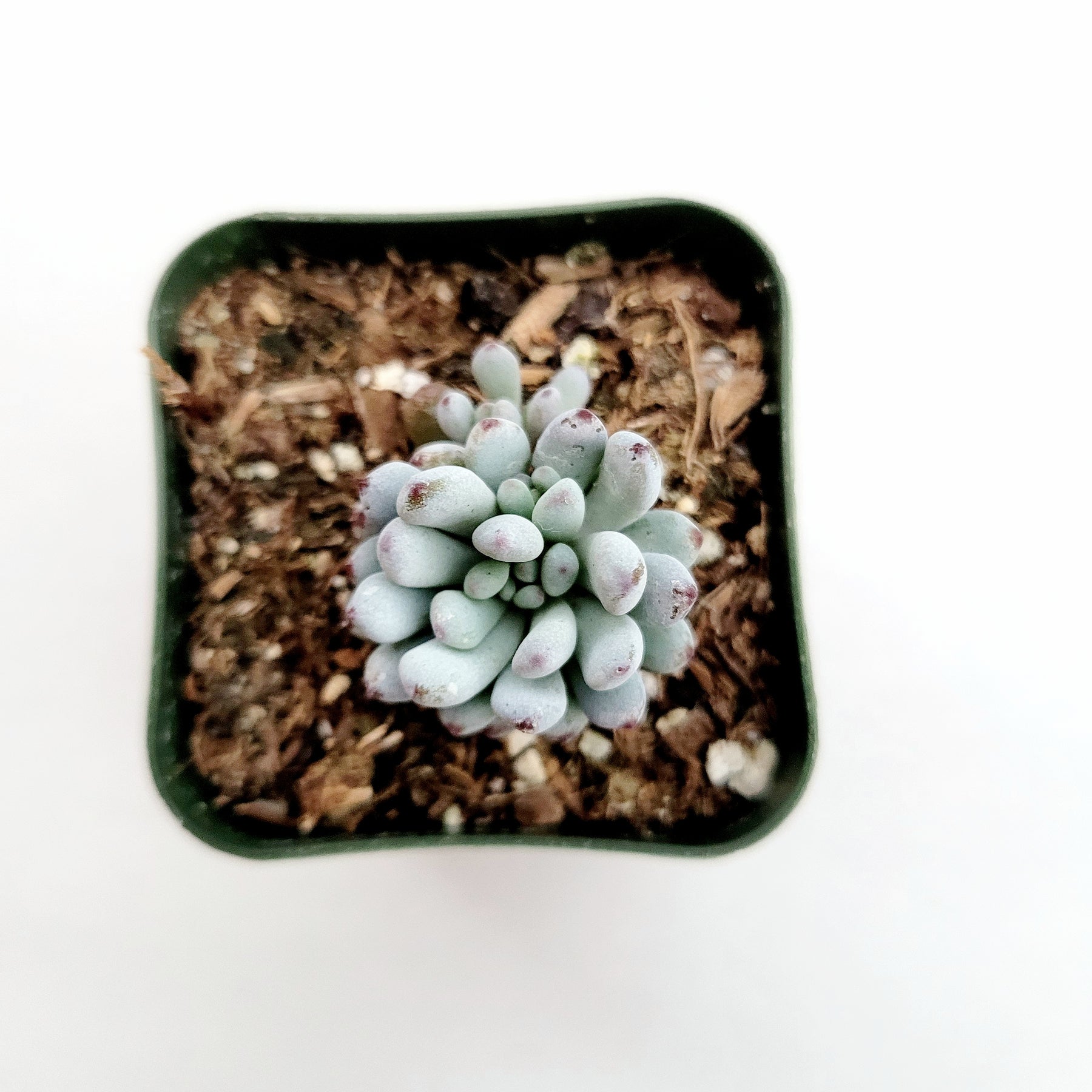 bluebean succulent Graptopetalum pachyphyllum 'Bluebean' -