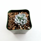 Graptopetalum pachyphyllum 'Bluebean' - Succulents Depot