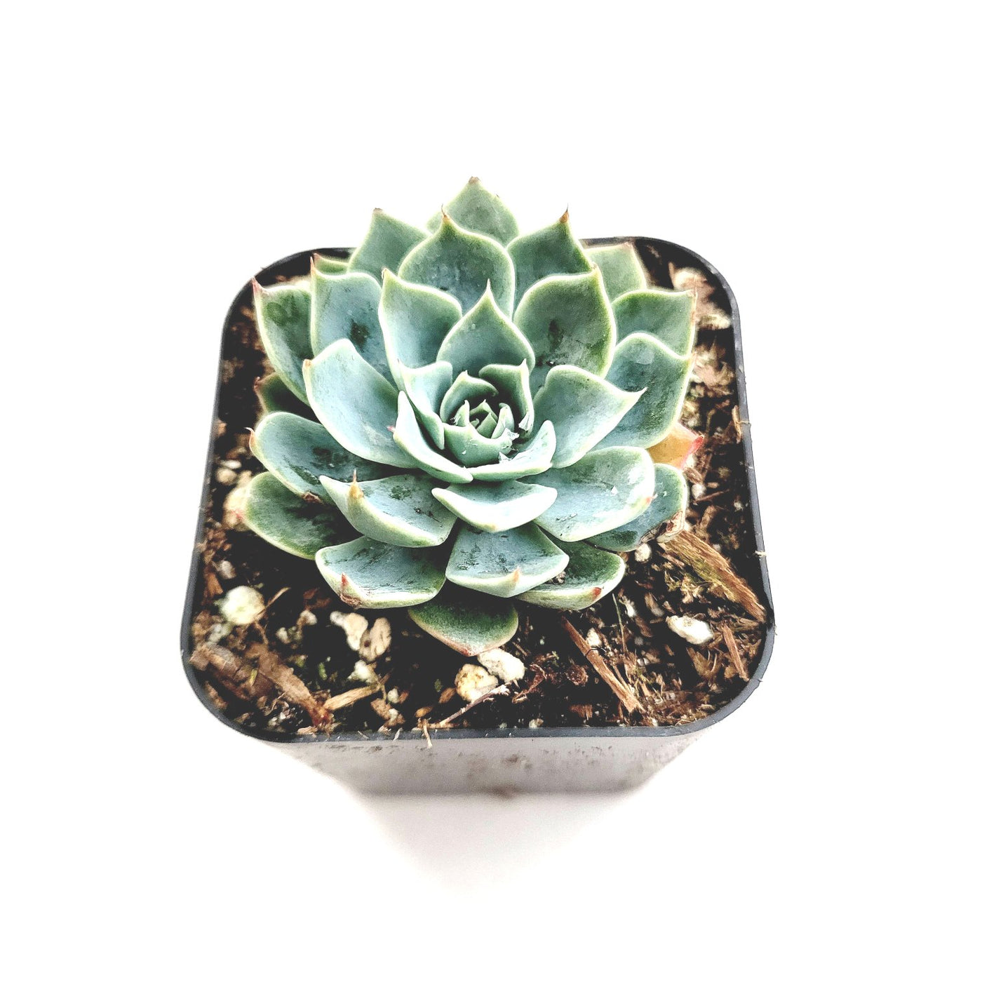 Echeveria subalpina in black nursery pot.
