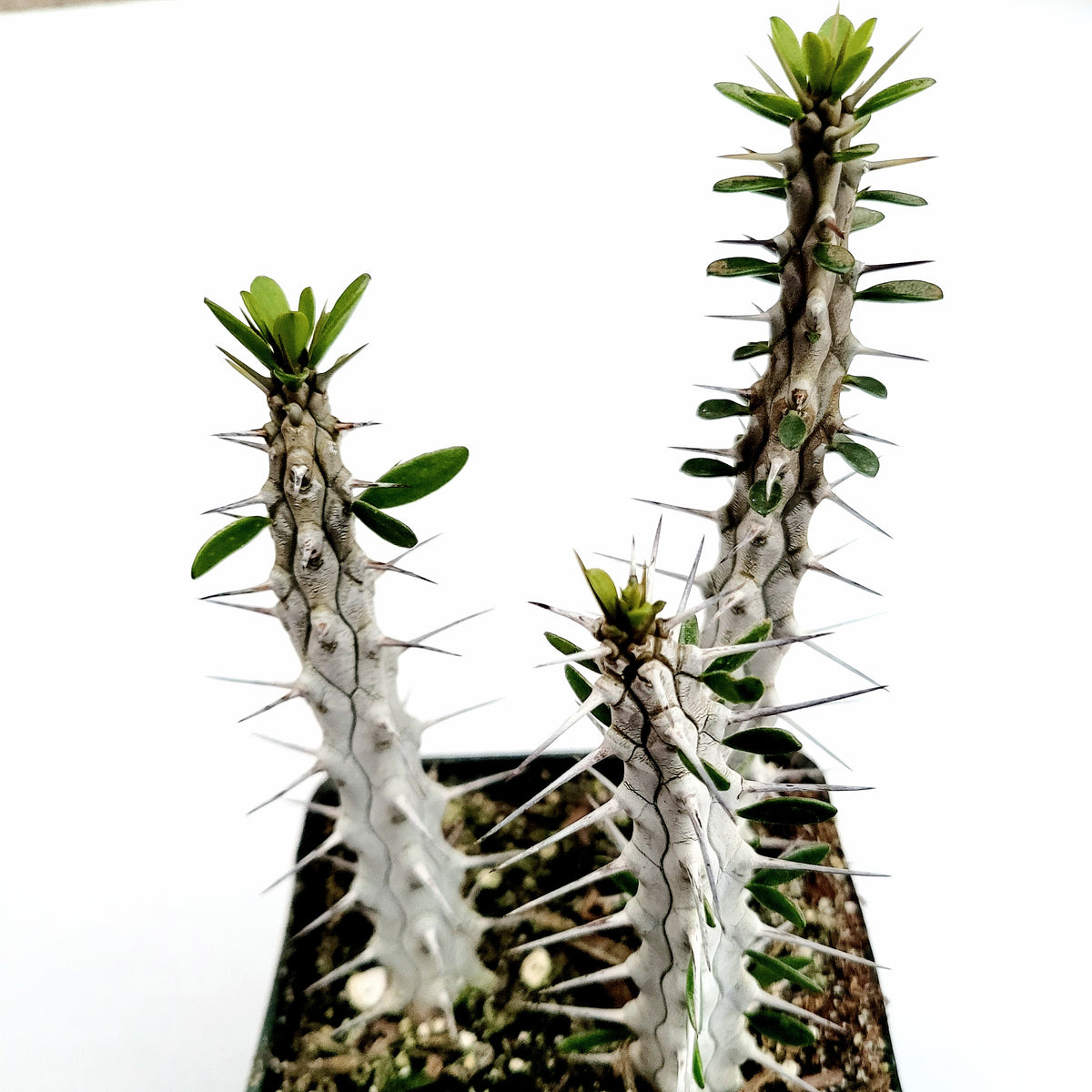 Ceropegia woodi 'Silver glory'