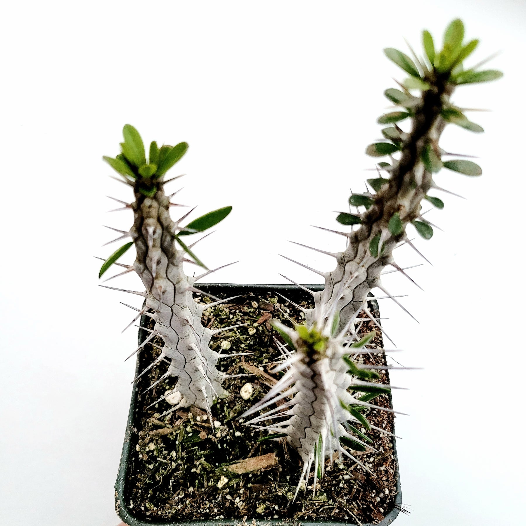 succulents from madagascar Alluaudia procera 'Madagascar Ocotillo' -